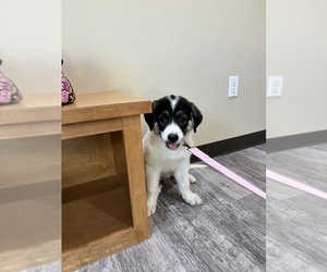 Great Pyrenees Puppy for sale in VICTORIA, TX, USA