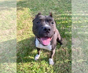 American Pit Bull Terrier-Unknown Mix Dogs for adoption in Germantown, OH, USA