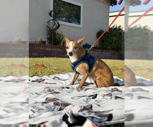 Sandy - Female Jack Russell Terrier-Parson Russell Terrier Mix Dog for Adoption - Photo #5