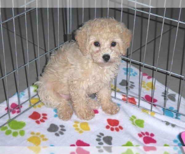Medium Photo #10 Poodle (Miniature) Puppy For Sale in ORO VALLEY, AZ, USA