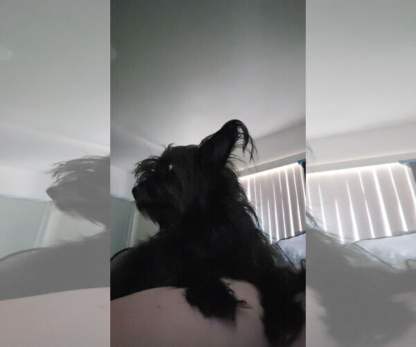Medium Photo #1 Chihuahua-Unknown Mix Puppy For Sale in Chandler, AZ, USA