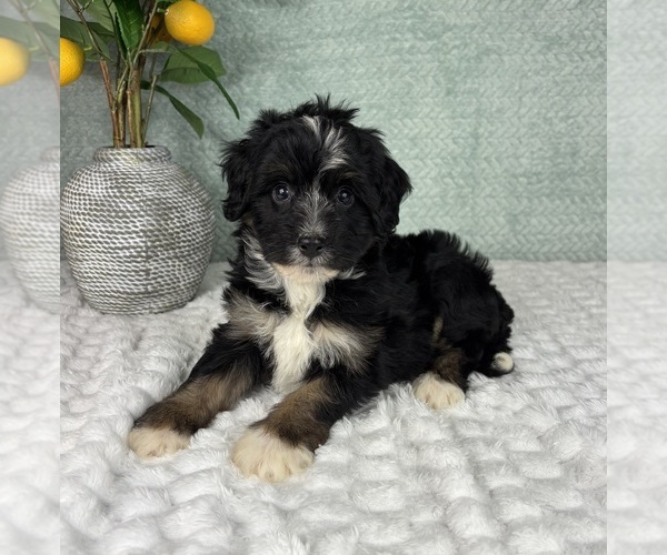 Medium Photo #4 Bernedoodle (Miniature) Puppy For Sale in FRANKLIN, IN, USA