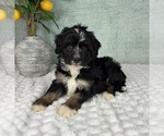 Small #3 Bernedoodle (Miniature)