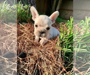 French Bulldog Puppy for sale in HOUSTON, TX, USA