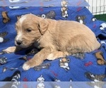 Small Photo #9 English Cream Golden Retriever-Poodle (Standard) Mix Puppy For Sale in DEARBORN, MO, USA