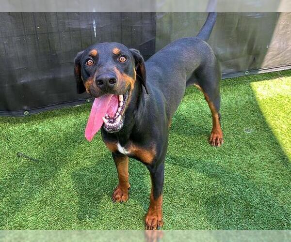 Medium Photo #2 Doberman Pinscher Puppy For Sale in Orange, CA, USA