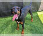 Small #1 Doberman Pinscher