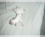 Small Photo #2 Coton de Tulear Puppy For Sale in COLUMBIA, MO, USA