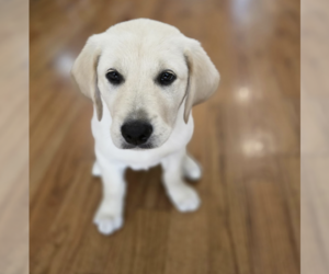 Golden Retriever-Unknown Mix Dogs for adoption in Brooklyn, NY, USA