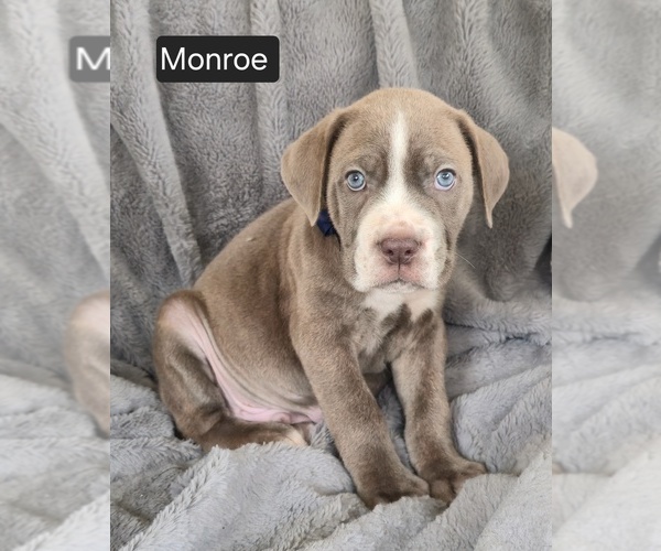 Medium Photo #1 Cane Corso Puppy For Sale in MINERAL WELLS, WV, USA