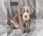 Image preview for Ad Listing. Nickname: Monroe