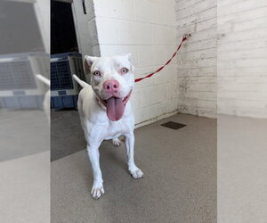 Mutt Dogs for adoption in San Bernardino, CA, USA