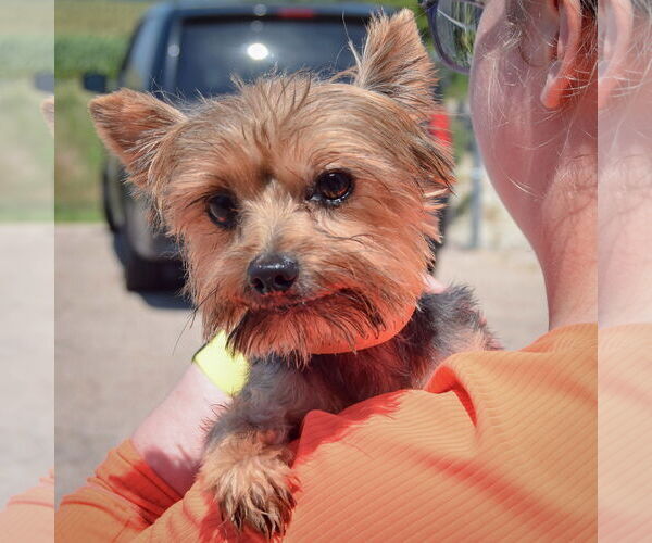 Medium Photo #4 Mutt Puppy For Sale in Huntley, IL, USA