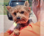 Small #3 Mutt
