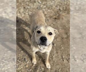 Kela - Female American Pit Bull Terrier-Unknown Mix Dog for Adoption - Photo #3