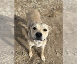 Small #2 American Pit Bull Terrier Mix