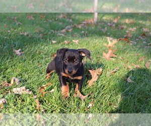 Minnie Jack Puppy for sale in SHILOH, OH, USA