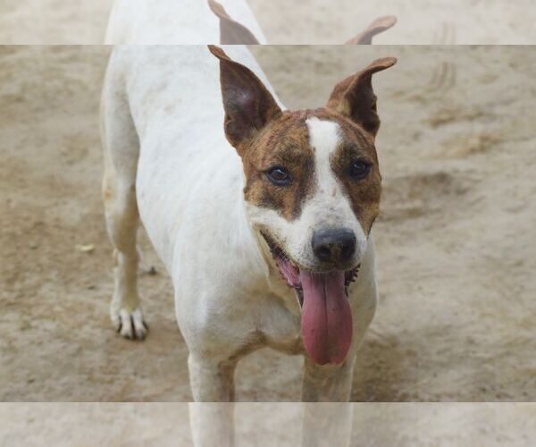 Medium Photo #3 Bull Terrier-Unknown Mix Puppy For Sale in Brooklyn, NY, USA