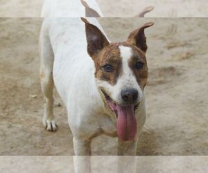 Diva - Female Bull Terrier-Unknown Mix Dog for Adoption - Photo #3