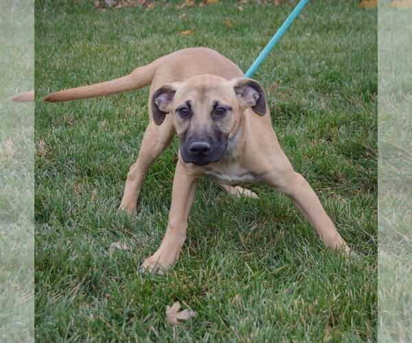 Medium Photo #3 Black Mouth Cur-German Shepherd Dog Mix Puppy For Sale in Huntley, IL, USA