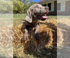 Labrador Retriever Puppy for Sale in NEOLA, West Virginia USA