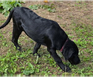 Rainey - Female Golden Retriever-Unknown Mix Dog for Adoption - Photo #6