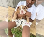 Puppy 1 English Bulldog