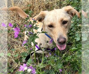 Labrador Retriever-Unknown Mix Dogs for adoption in Sequim, WA, USA