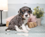 Puppy Sydney Cavapoo