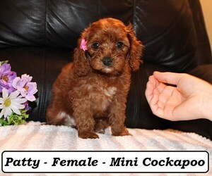Cockapoo (Miniature) Puppy for sale in CLARKRANGE, TN, USA
