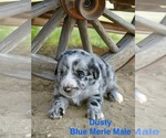 Puppy Dusty Australian Shepherd