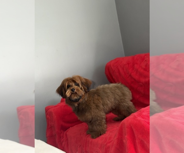 Medium Photo #1 YorkiePoo Puppy For Sale in DETROIT, MI, USA