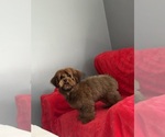 Image preview for Ad Listing. Nickname: Cosmo