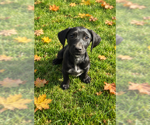 Medium Photo #2 Mutt Puppy For Sale in MIDWAY, UT, USA