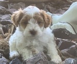 Small Photo #3 Cavapoo Puppy For Sale in GOSHEN, IN, USA