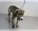 Small Staffordshire Bull Terrier Mix