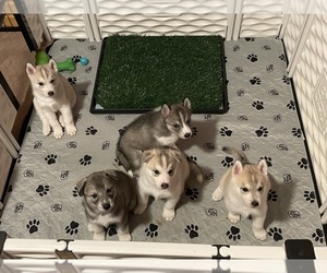 Siberian Husky Puppy for sale in COLFAX, WI, USA