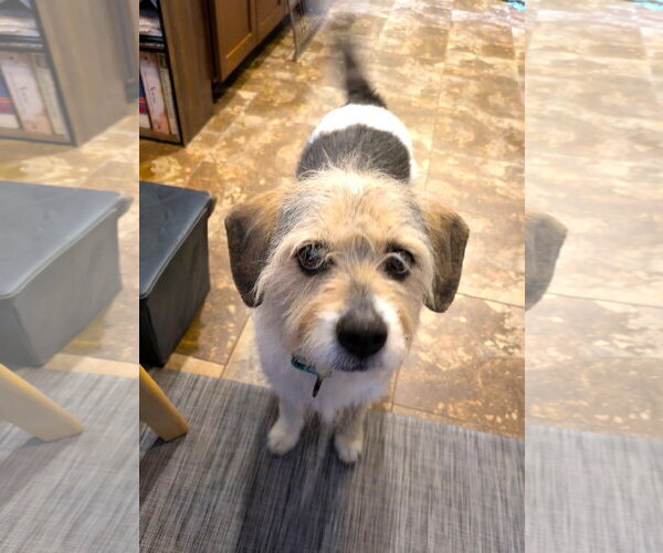 Medium Photo #1 Mutt Puppy For Sale in Arlington, VA, USA