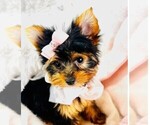 Small #1 Yorkshire Terrier