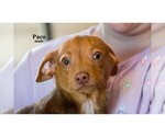 Small #17 Chihuahua