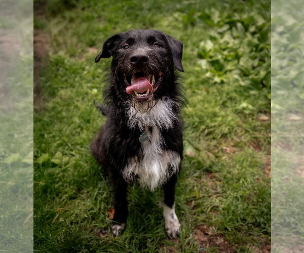 Medium Photo #6 Poodle (Standard)-Unknown Mix Puppy For Sale in Princeton, MN, USA