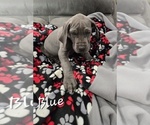 Small #4 Great Dane