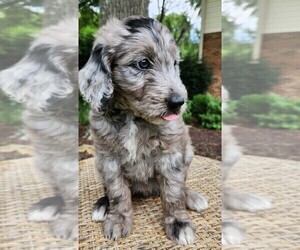 Medium Aussiedoodle