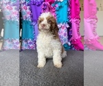 Small Photo #12 Poodle (Miniature) Puppy For Sale in FREDERICK, MD, USA
