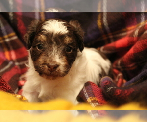 F2 Aussiedoodle Puppy for sale in CATO, WI, USA