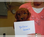 Small Photo #6 Goldendoodle (Miniature) Puppy For Sale in ALLIANCE, NE, USA
