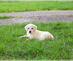 Image preview for Ad Listing. Nickname: Suki