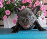 Small #1 French Bulldog