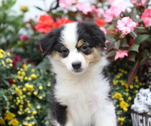 Australian Shepherd Puppy for sale in WESTFIELD, MA, USA