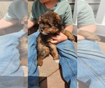 Puppy Pinto Shiranian